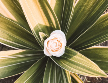 Flower in Bali